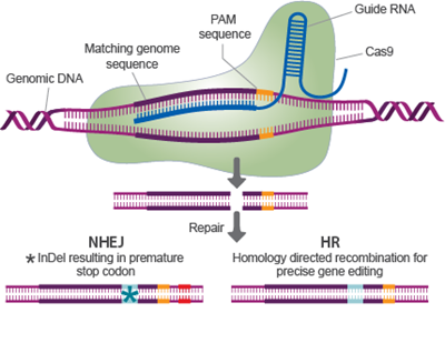 CRISPR-CAS9: CÔNG CỤ CHỈNH SỬA GEN TIÊN TIẾN VÀ CHÍNH XÁC